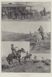 Rounding up Wolves in Texas